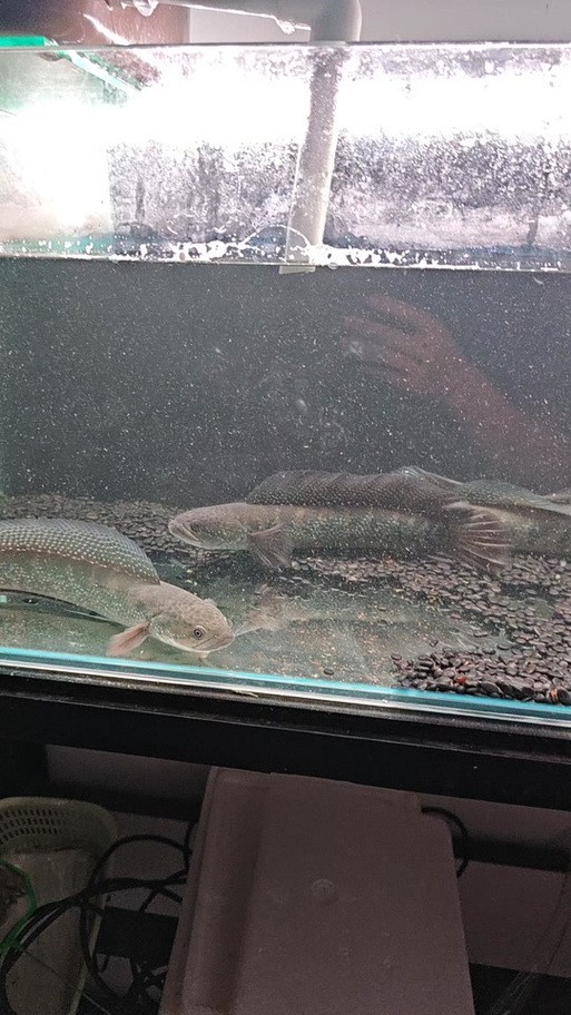 七星魚跟雷龍魚圖片對比