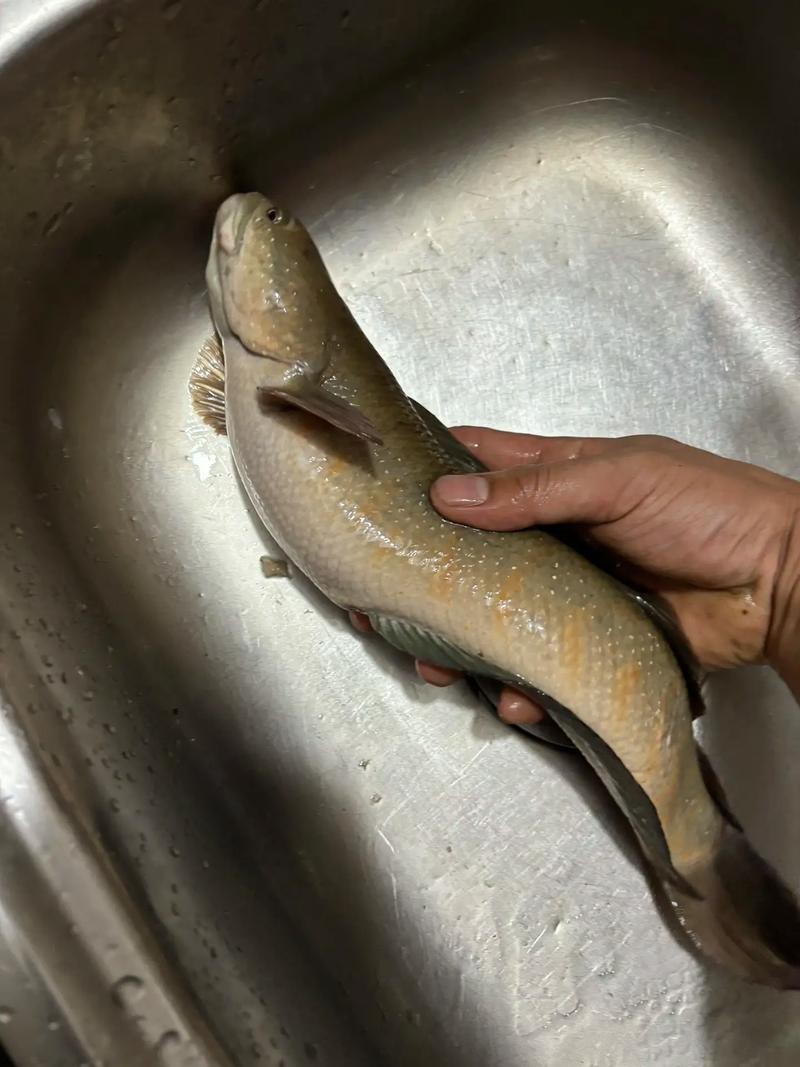 七星魚跟雷龍魚圖片對比