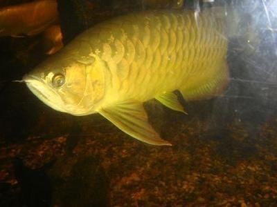 金龍魚大魚價格：金龍魚大魚價格信息：1.5公斤的金龍魚價格高達18萬元