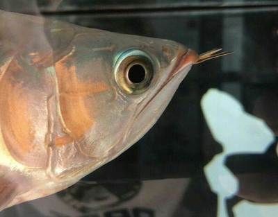 紅龍魚30公分多少錢一條（紅龍魚價格一般多少錢一條）