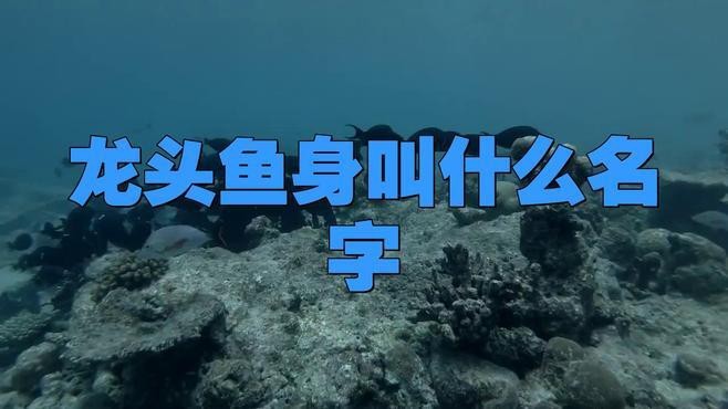 還有哪些動物具有龍頭魚身特征？