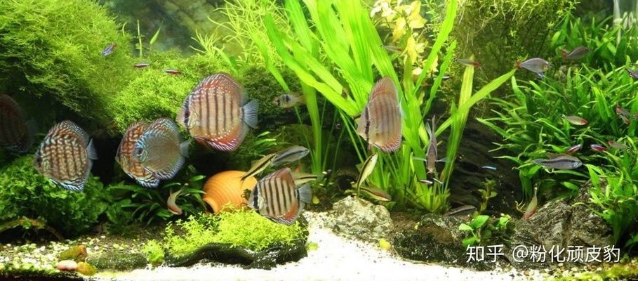 德國德克魚缸怎么樣 和彩蝶比呢