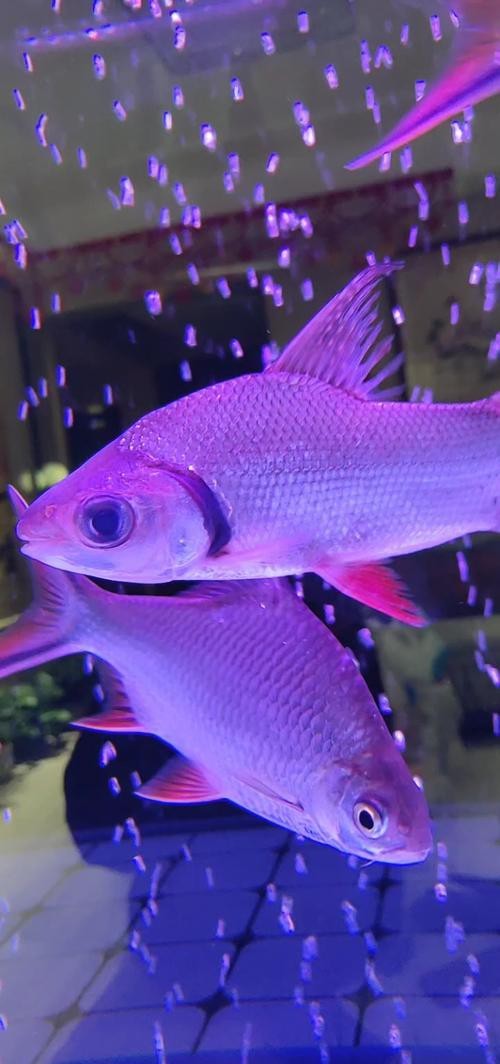 飛鳳魚直紋和斜紋圖片