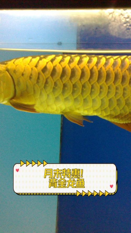 給我幾張過背金龍魚的圖片 給我幾張過背金龍魚的圖片 龍魚論壇 第20張