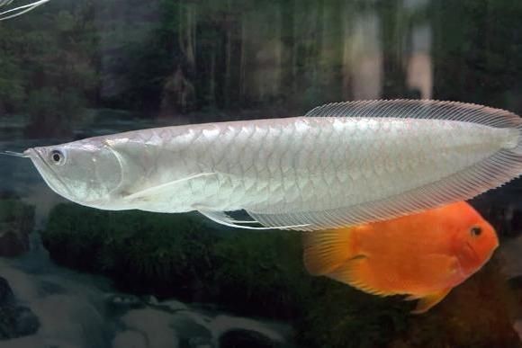 龍魚怎么判斷公母：龍魚性別鑒定誤區解析 龍魚怎么判斷公母：龍魚性別鑒定誤區解析 龍魚百科 第5張
