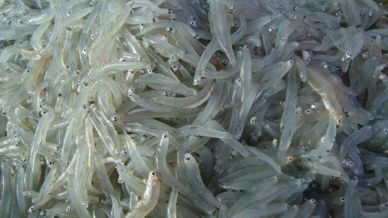 銀龍魚(yú)可以吃嗎 銀龍魚(yú)可以吃嗎 龍魚(yú)百科