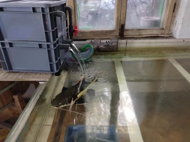 魚缸過濾器水流聲音太吵了怎么辦（魚缸過濾器水流聲音太吵了怎么辦魚缸過濾器水流聲音太吵了怎么辦） 魚缸過濾器水流聲音太吵了怎么辦（魚缸過濾器水流聲音太吵了怎么辦魚缸過濾器水流聲音太吵了怎么辦） 魚缸百科 第4張
