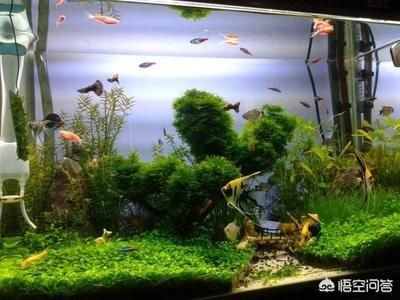 魚缸過濾器水流聲音太吵了怎么辦（魚缸過濾器水流聲音太吵了怎么辦魚缸過濾器水流聲音太吵了怎么辦） 魚缸過濾器水流聲音太吵了怎么辦（魚缸過濾器水流聲音太吵了怎么辦魚缸過濾器水流聲音太吵了怎么辦） 魚缸百科 第5張