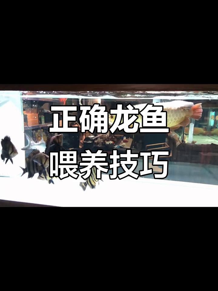 福龍魚的食物有哪些？