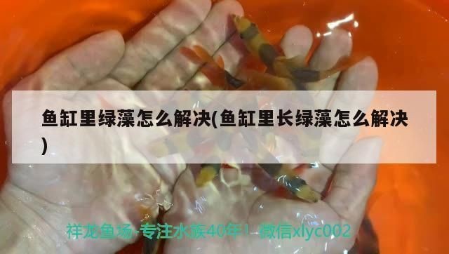 如何防止魚缸綠藻爆發？：如何有效防止綠藻爆發，魚缸水質檢測的重要性，