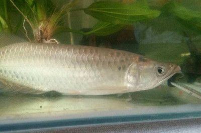 龍魚死亡前的征兆：龍魚死亡前的一些征兆