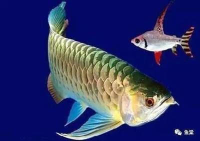 龍魚死亡前的征兆：龍魚死亡前的一些征兆