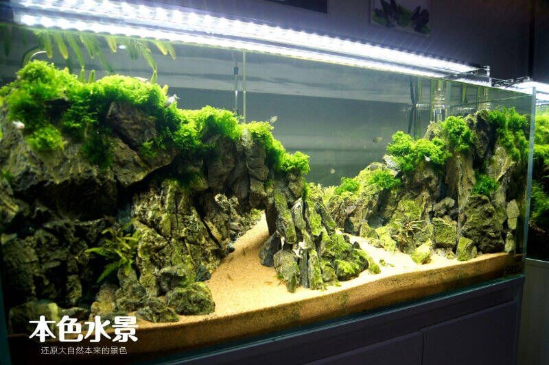 廣州魚缸造景培訓學校主要提供水草造景方面的培訓課程：廣州魚缸造景培訓學校主要提供水草造景方面的培訓 廣州魚缸造景培訓學校主要提供水草造景方面的培訓課程：廣州魚缸造景培訓學校主要提供水草造景方面的培訓 魚缸百科 第2張