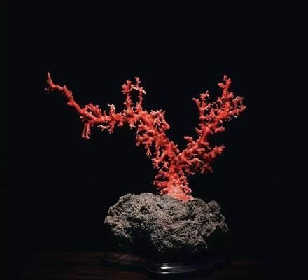 紅海魚(yú)缸的價(jià)值解析：紅海魚(yú)缸價(jià)格貴不貴？