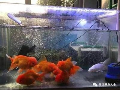 魚缸生態系統揭秘魚缸生態系統揭秘魚缸水質管理攻略：養魚新手入門指南