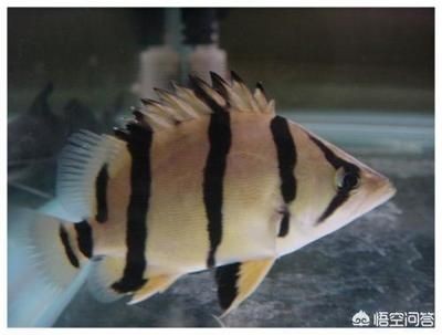 虎魚和龍魚混養數量：混養虎魚和龍魚的具體數量
