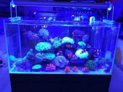 公司風水魚缸擺放位置（公司風水魚缸擺放位置風水作用）
