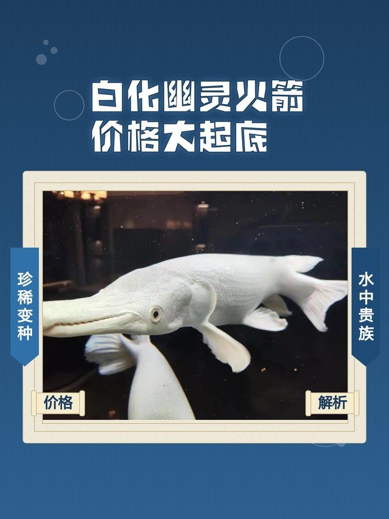 皇家火箭魚多少錢一只