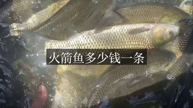 皇家火箭魚多少錢一只