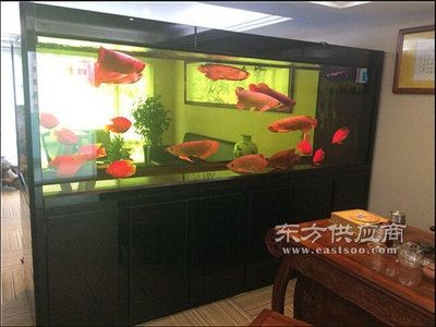 設計海鮮店魚缸設計建議：美觀又實用的海鮮魚缸設計：如何設計一個既美觀又實用的海鮮店魚缸