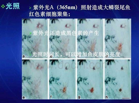 龍魚變色：龍魚變色是一個復雜的過程