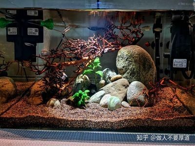 魚缸好看（如何選擇一個好看的魚缸） 魚缸好看（如何選擇一個好看的魚缸） 魚缸百科 第4張