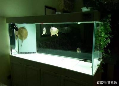 魚缸好看（如何選擇一個好看的魚缸） 魚缸好看（如何選擇一個好看的魚缸） 魚缸百科 第5張