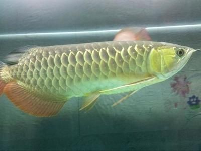 黑色的鯨魚叫什么