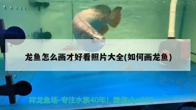 龍魚怎么畫?:龍魚的繪畫技巧 龍魚百科 第1張 龍魚怎么畫?:龍魚的繪畫技巧 龍魚怎么畫?:龍魚的繪畫技巧 龍魚百科 第1張