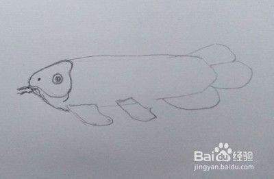 龍魚怎么畫?:龍魚的繪畫技巧 龍魚百科 第5張 龍魚怎么畫?:龍魚的繪畫技巧 龍魚怎么畫?:龍魚的繪畫技巧 龍魚百科 第5張