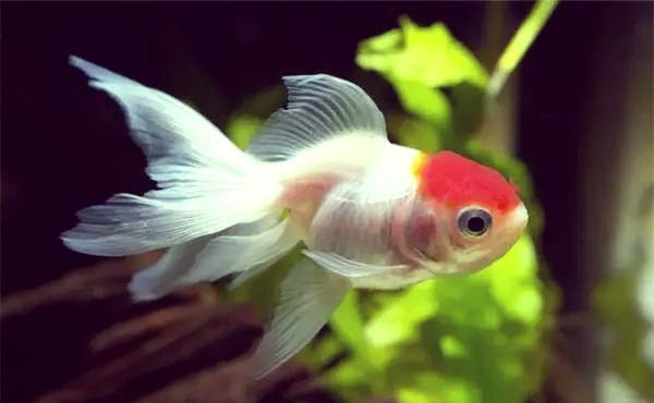 過背金魚最忌三種魚