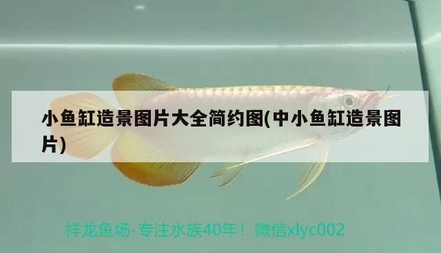 品牌魚缸過濾器排名前十有哪些