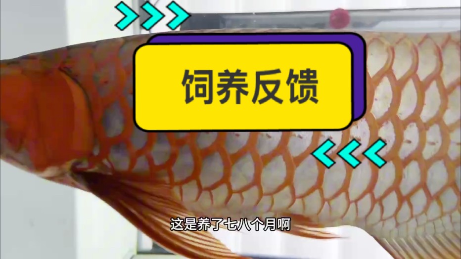 北京于總飼養(yǎng)反饋視頻！ 魚友們，你們要的超冠F2關燈視頻來啦?? @聚龍濤 #萬隆天王紅龍 #龍魚 #紅龍 #觀賞魚