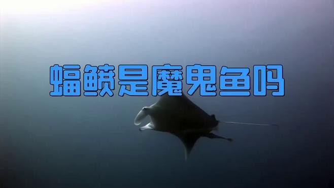 蝠鲼和魔鬼魚的區別