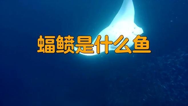 蝠鲼和魔鬼魚的區別