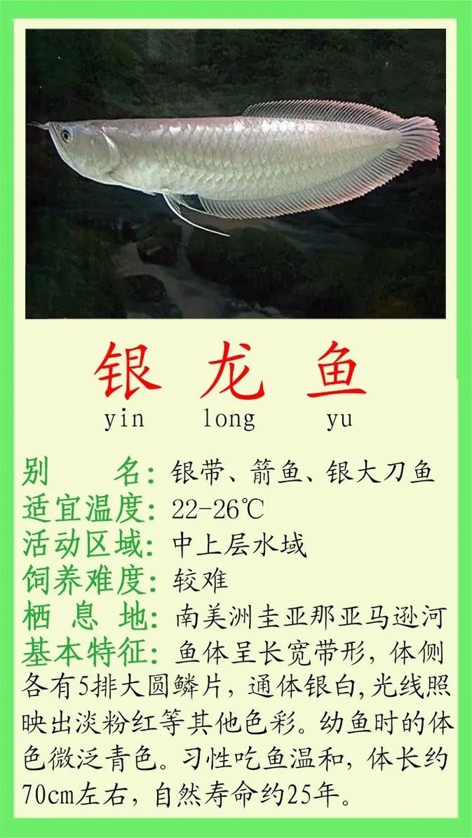 銀龍魚品相圖解 銀龍魚品相圖解 龍魚百科 第17張