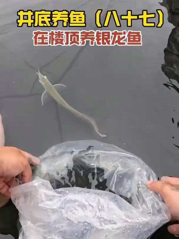 銀龍魚品相圖解 銀龍魚品相圖解 龍魚百科 第25張
