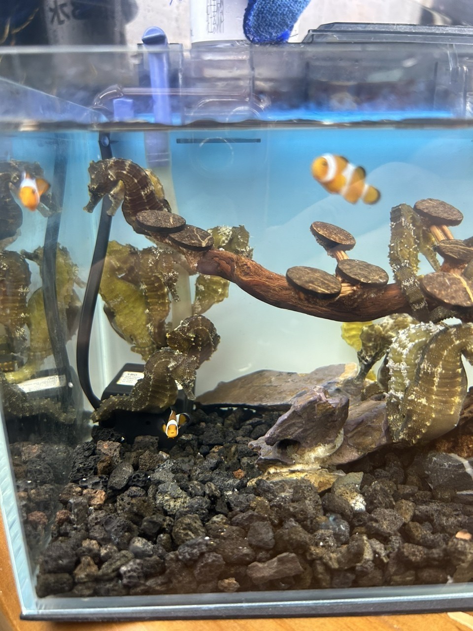 需要活體海馬的來 需要活體海馬的來 龍魚論壇