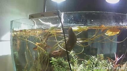 龍魚和金龍魚的區別，紅龍魚和金龍魚和金龍魚的區別