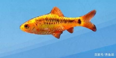 熱帶魚(yú)的種類(lèi)有哪些？：在廣東養(yǎng)殖熱帶魚(yú)有哪些技巧？ 熱帶魚(yú)的種類(lèi)有哪些？：在廣東養(yǎng)殖熱帶魚(yú)有哪些技巧？ 魚(yú)缸百科 第3張