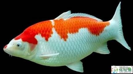 熱帶魚(yú)的種類(lèi)有哪些？：在廣東養(yǎng)殖熱帶魚(yú)有哪些技巧？ 熱帶魚(yú)的種類(lèi)有哪些？：在廣東養(yǎng)殖熱帶魚(yú)有哪些技巧？ 魚(yú)缸百科 第4張