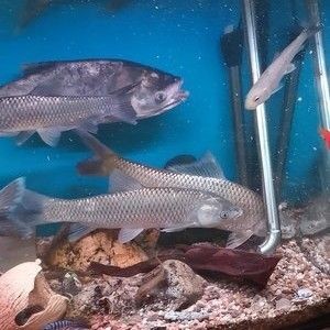 熱帶魚(yú)的種類(lèi)有哪些？：在廣東養(yǎng)殖熱帶魚(yú)有哪些技巧？ 熱帶魚(yú)的種類(lèi)有哪些？：在廣東養(yǎng)殖熱帶魚(yú)有哪些技巧？ 魚(yú)缸百科 第1張