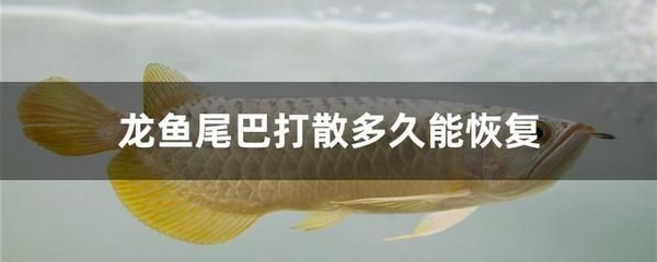 如何讓龍魚不咬其他魚的尾巴：龍魚咬其他魚尾巴怎么辦