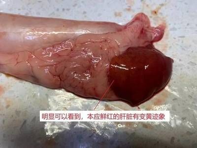 金龍魚身上寄生蟲【金龍魚可能感染多種寄生蟲】