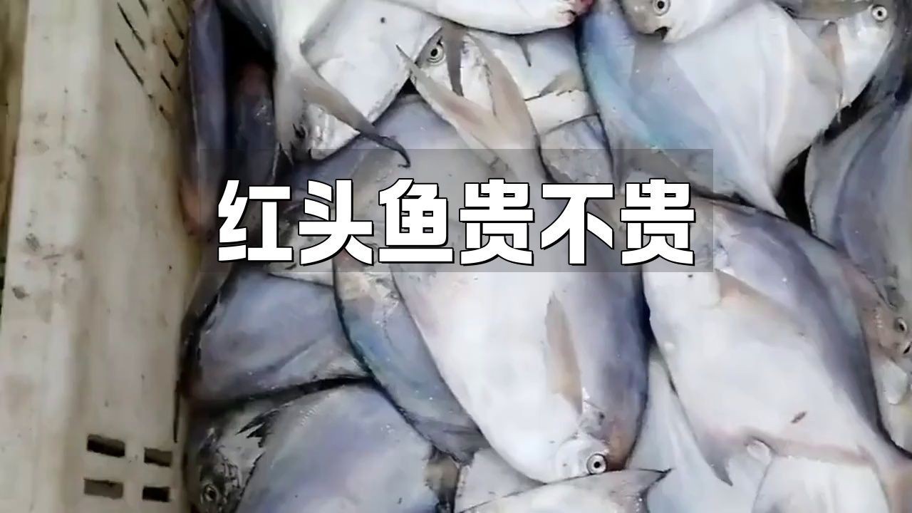 紅頭魚為什么這么便宜 紅頭魚為什么這么便宜 龍魚論壇 第3張
