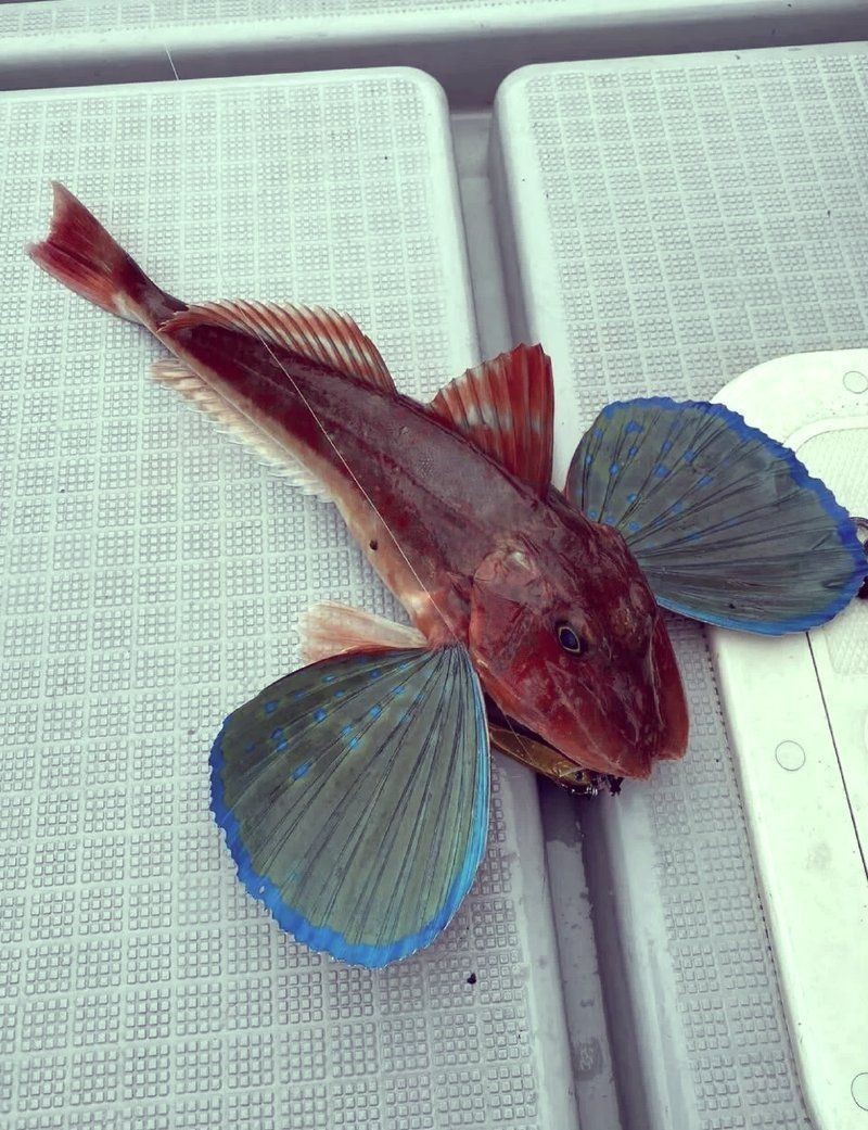 紅頭魚為什么這么便宜 紅頭魚為什么這么便宜 龍魚論壇 第5張
