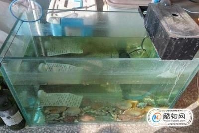 淡水魚缸養(yǎng)殖技巧淡水蝦在魚缸中的養(yǎng)殖需要注意以下幾點：淡水蝦在魚缸中的養(yǎng)殖技巧