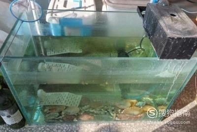 淡水魚缸養(yǎng)殖技巧淡水蝦在魚缸中的養(yǎng)殖需要注意以下幾點：淡水蝦在魚缸中的養(yǎng)殖技巧