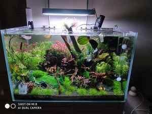 淡水魚缸養(yǎng)殖技巧淡水蝦在魚缸中的養(yǎng)殖需要注意以下幾點：淡水蝦在魚缸中的養(yǎng)殖技巧