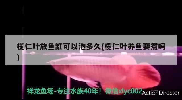 魚缸欖仁葉放多久不能用：欖仁葉在魚缸中的作用及使用期限